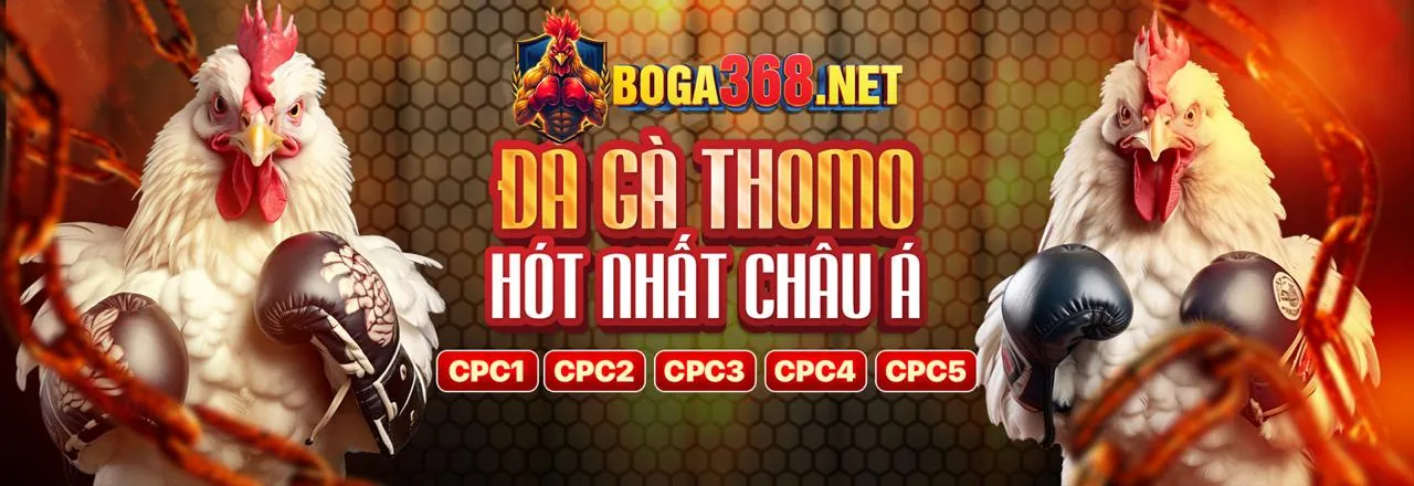 Đấu trường đá gà trực tiếp CPC3 sôi động